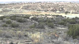 SHort Videos Rays Ruby's Trail