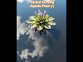 Water hyacinth🪻🌿|Fastest Growing Aquatic PlantThis Plant Grows tooFast😱#biologyviral  #amazingfacts
