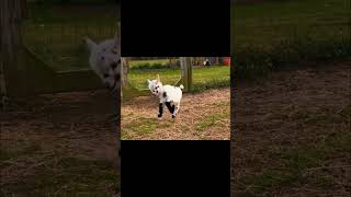 Goat kids playing shrt videos and Ai videos 🐈 cartoons