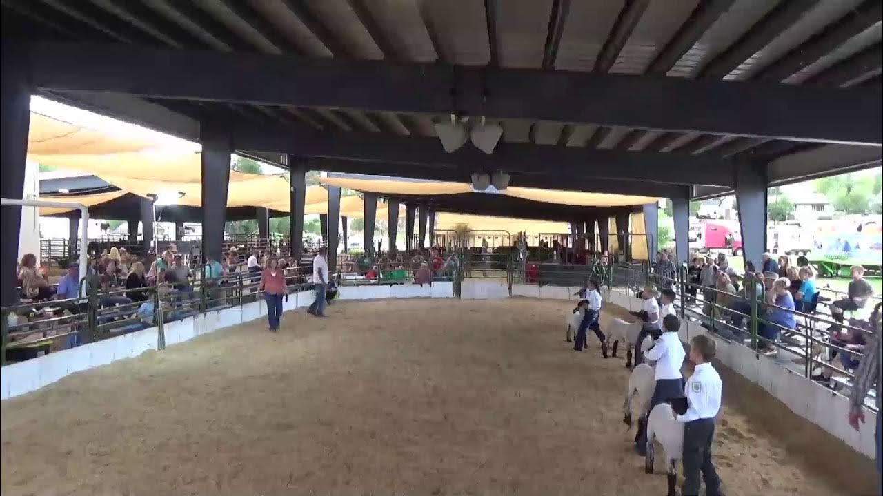 Summit County, Utah Fair Livestock Judging (SHEEP) YouTube