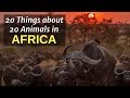 20 Incredible Things About 20 Animals in AFRICA