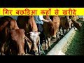 गिर बछडिआ कहाँ से खरीदे I Good quality Gir Heifer at Sudarshan Dairy Haryana
