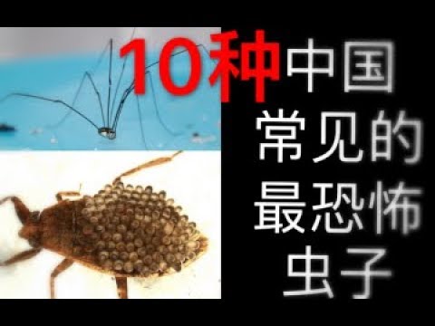 【胆小慎入】10种国内常见的最恐怖的虫子