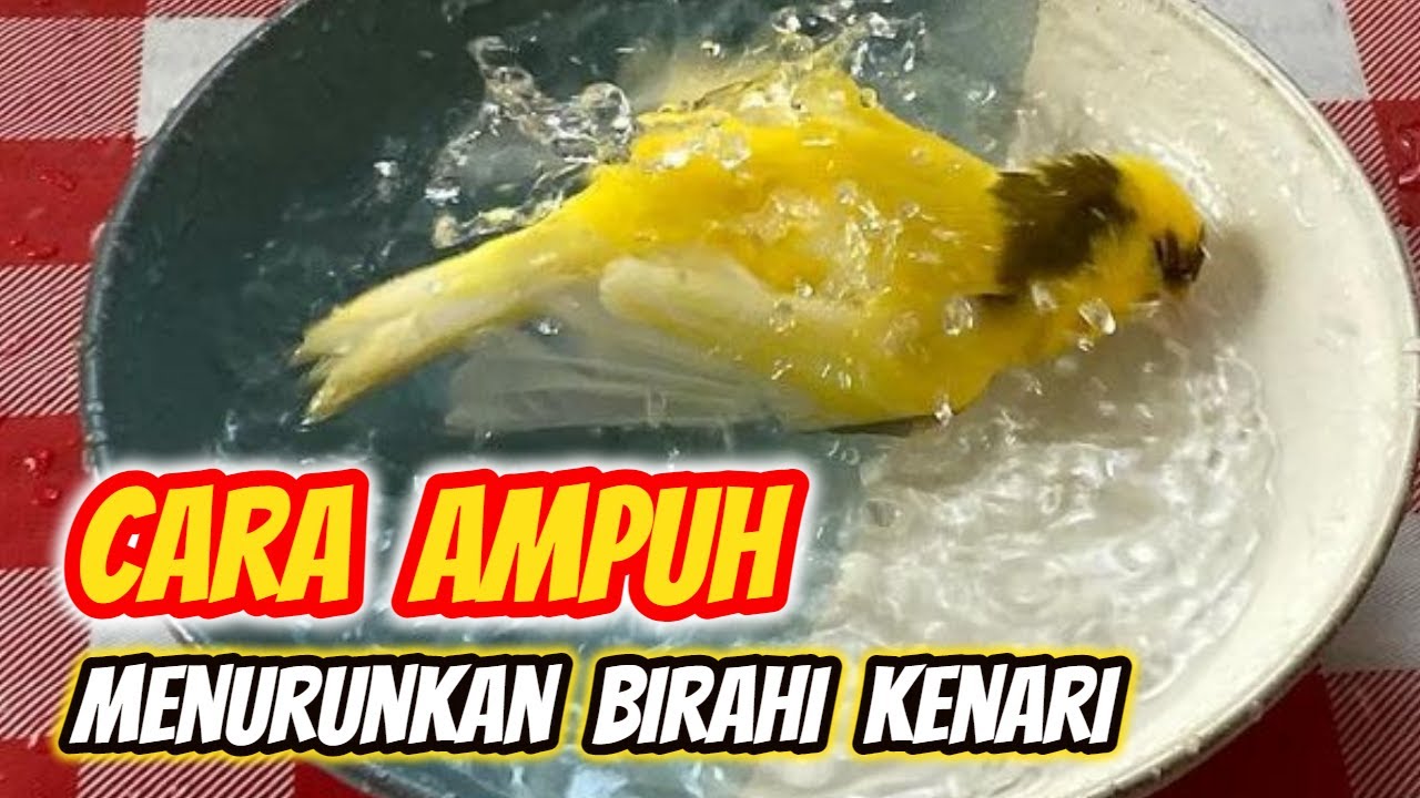 10 Cara Menurunkan Birahi Kenari yang Over (Mengatasi Kenari OB)