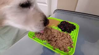 ASMR 10 Hours Dog Licking Peanut Butter, Wet Food \& Blueberries Off Silicone Lick Mat