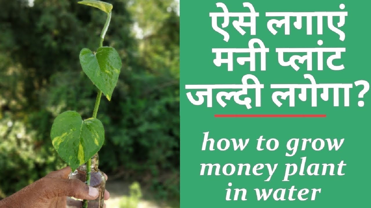 Money plant grow in water money plant kaise lagaye मनी प्लांट कैसे लगाएं YouTube