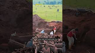 ISTANA KERAJAAN SEMUT TERBESAR DI DUNIA #shorts