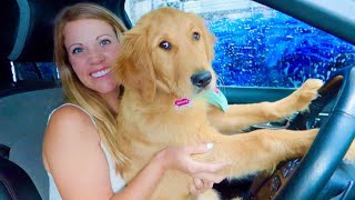 My Puppy's First Time in Car Wash