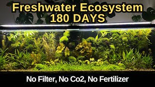 I Simulated Freshwater Ecosystem For 180 Days, No Co2, No Water Change, No Filter