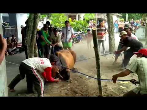 Sapi ngamuk saat mau di potong - YouTube