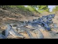 Best hand fishing - a fisherman skill catch fish a lot in under mud now dry season catch by hand