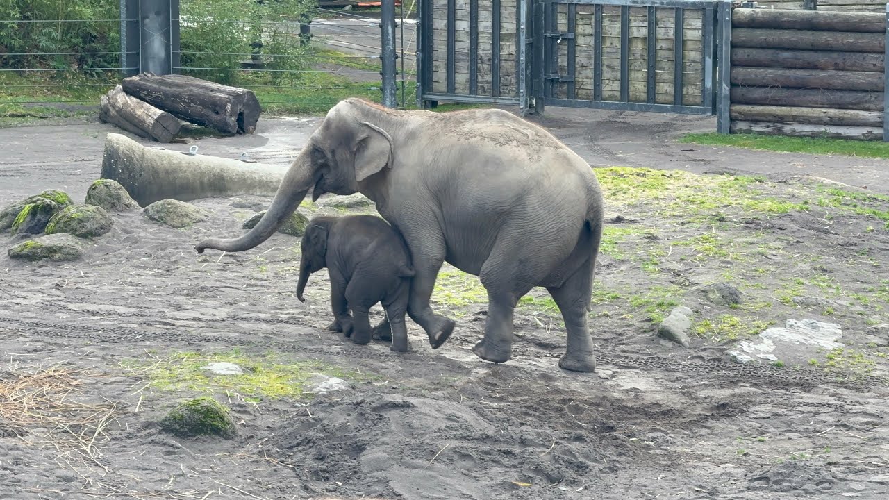  A Family Day at Oregon Zoo 🐾 || Moments with Nature 🦒