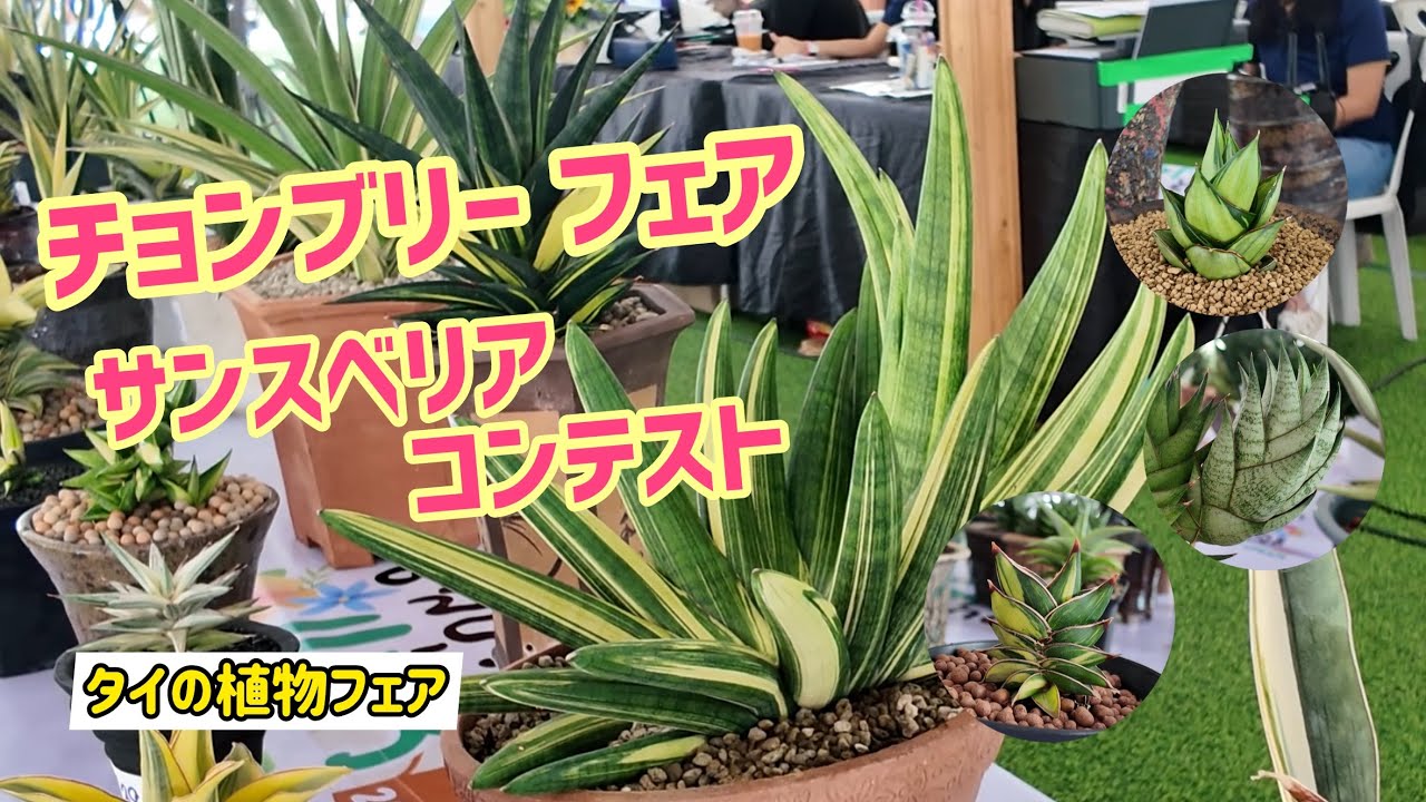 【タイの植物フェア】(前半)チョンブリー フェア！！！サンスベリア コンテスト！！！