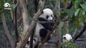What hidden abilities do pandas have? (3) | Pandaful Q&A