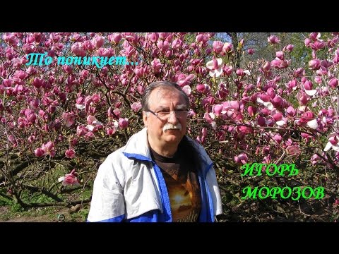 То поникнет... Поэт Игорь Морозов. 2015.