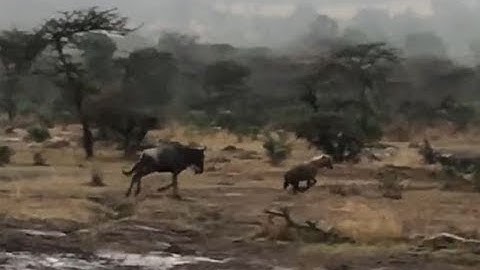 Wildebeest attack hyena