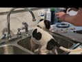 🛁🐶 Tiny Greyhound Puppy’s FIRST BATH! | Fun &amp; Easy Puppy Care for Kids!