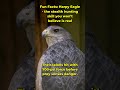Harpy Eagle did something nobody expected
