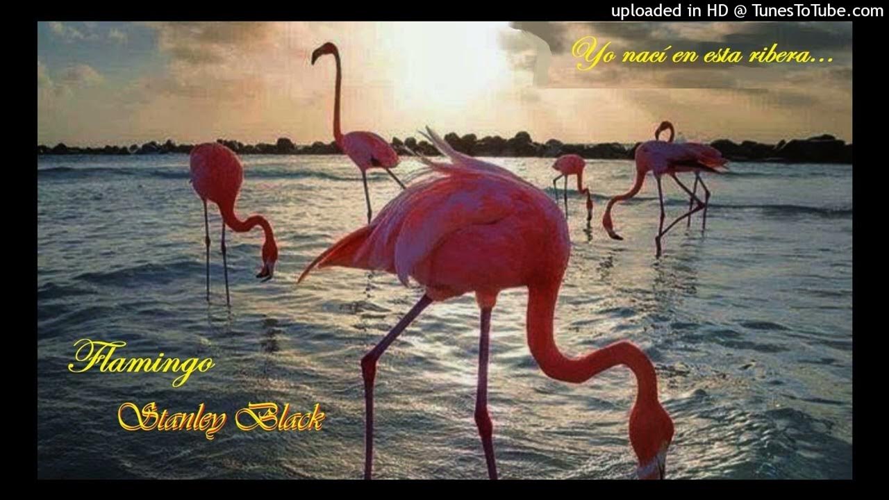Flamingo - Stanley Black. 