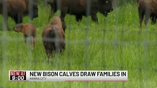 BABY BISON GIVE VISITORS A RARE LOOK
