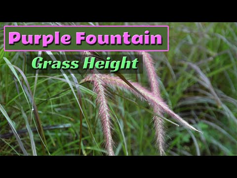 Purple Fountain Grass