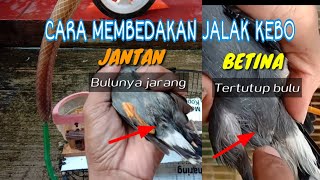 Cara Membedakan Jalak Kebo Jantan Dan Betina Akurat