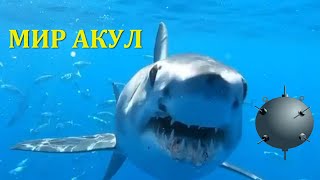 АКУЛЫ ЗУБАСТЫЕ ОПАСНЫЕ и красивые. АКУЛЫ КРУПНЫМ ПЛАНОМ #shark