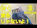 「ぼく黄色じゃないよ！③」おしゃべりインコ ピピ３部作（生後９ヶ月）Budgerigar Parakeet [#035]