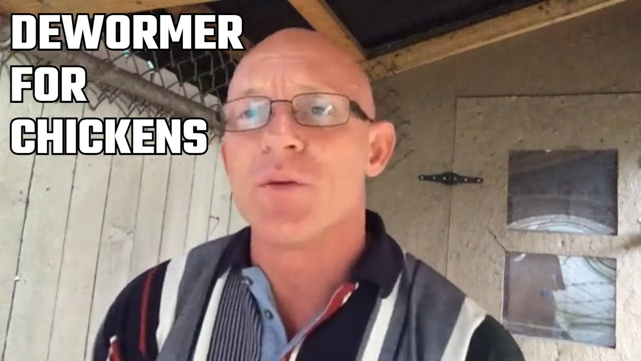 Apple Cider Vinegar Benefits Natural Organic Chicken Dewormer , Immune Booster YouTube