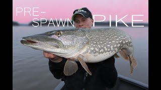Pre-Spawn Pike - Big pike during spring fishing