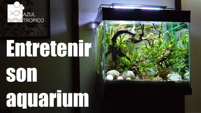 Nettoyer son aquarium : fréquence, conseils, trucs et astuces