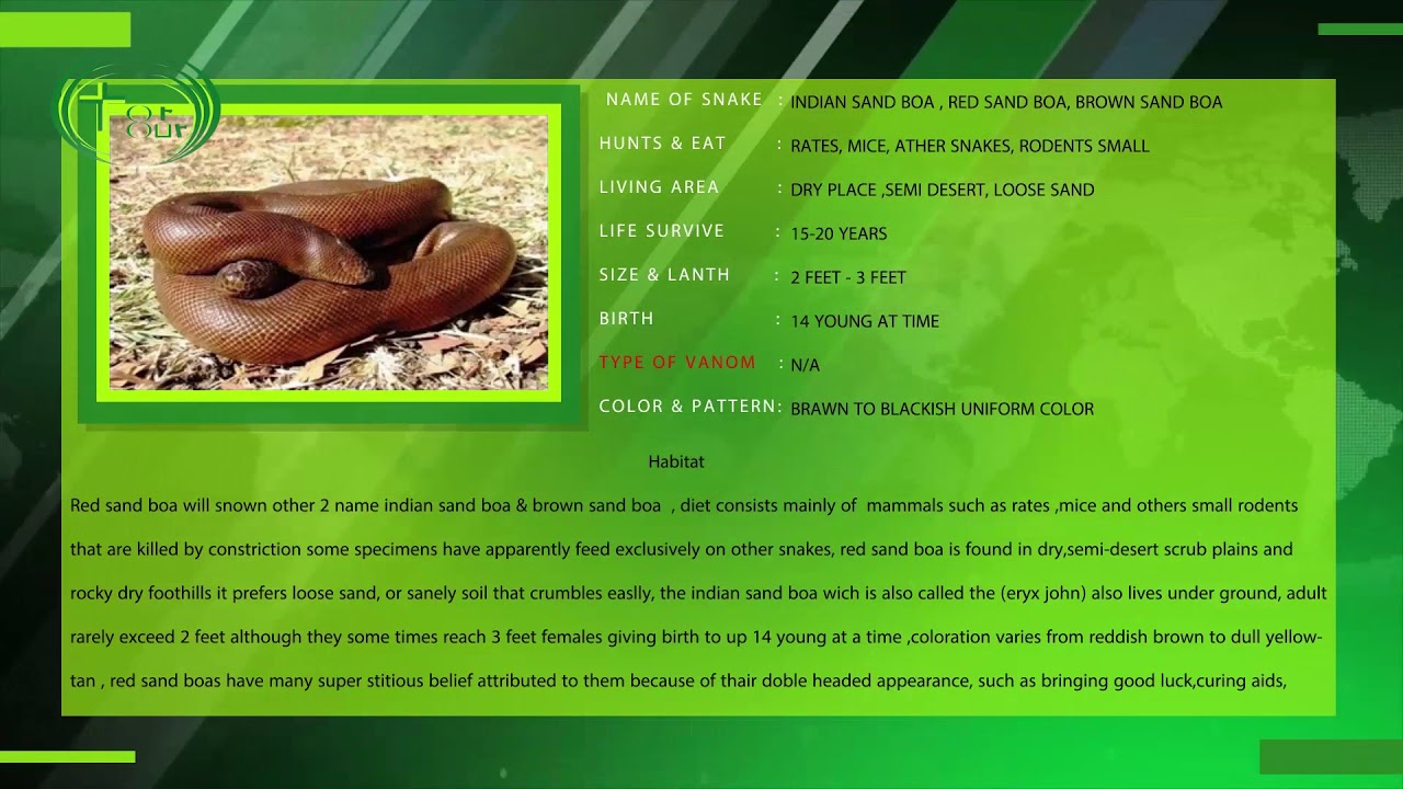 fortnite epic games red sand boa-do muha saap-information-guideline-in[hindi/gujarati]|for our nature saving tube| arjun