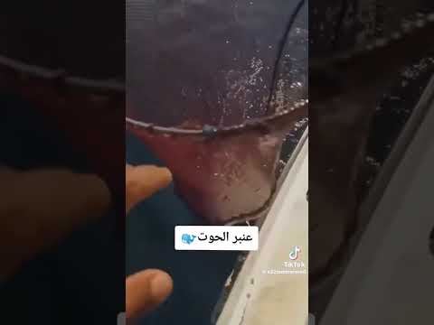 عنبر الحوت