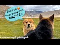 Puga valley hidden beauty of ladakh  travel with dog thebanjaaraboy