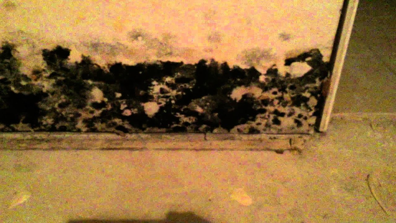 Basement Video 3 - YouTube