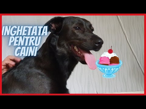 Video: Cum Se Face înghețată Pentru Câini