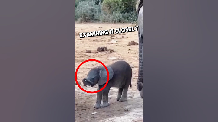 This Baby Elephant Discovered His Trunk First Time❤️ #shorts