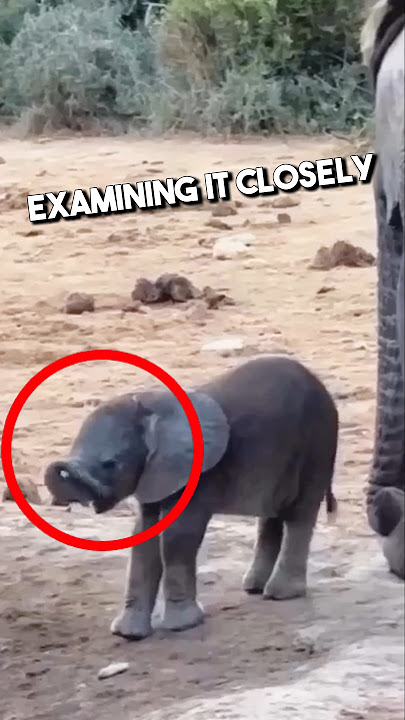 This Baby Elephant Discovered His Trunk First Time❤️ #shorts