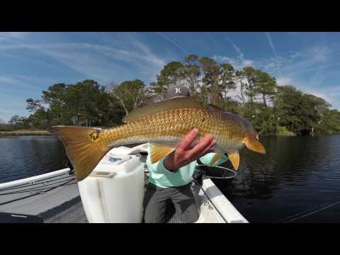 Palmetto lagoon charters