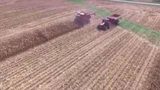 Harvesting corn Hawclif Farms Hope, Indiana