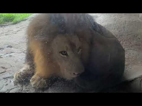 Lions and Hyenas at Busch Gardens Tampa Bay Florida (1) - YouTube