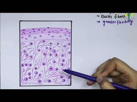 Histology Of Elastic Cartilage