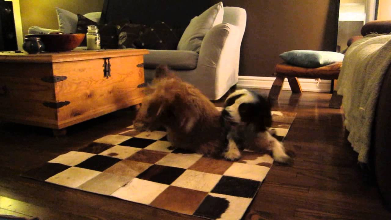 Dog Boarding Kingston and Heidi Play 'til you drop, part 2 YouTube