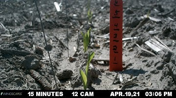 Early Season Frost Injury to Corn