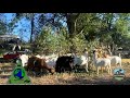 Goats Clearing the Property - May 2021