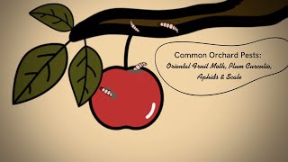 Common Orchard Pests: Oriental Fruit Moth, Plum Curculio, Aphids and Scale