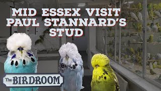 Paul Stannard Budgerigar Stud Visited by Mid Essex and John Bird by Budgerigar - Mybirdroom App 38,851 views 2 years ago 26 minutes