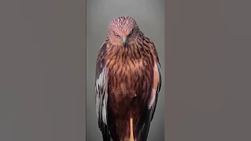 Hijab Shorts Muslim Eagle Treanding Youtube 