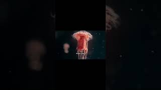 How Do Jellyfish Live Without Brains, Hearts, or Bones?#jellyfish #bioluminescence #marinebiology