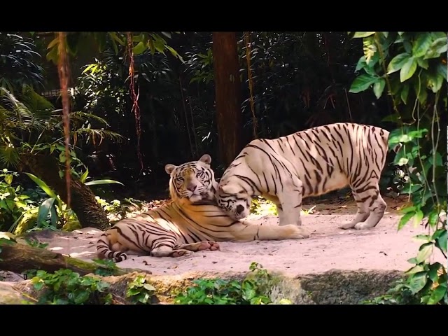 Dodo🔥Bogdan Mocanu -Pandant